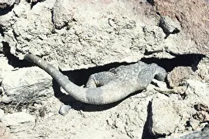 Obesus: Western Chuckwalla