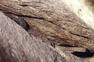 Obesus: Western Chuckwalla