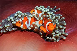 Anemonefish: Three Western clownfish (Amphiprion ocellaris) anemonefish