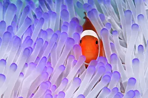 Anemonefish: Western Clownfish (Amphiprion ocellaris) in Magnificent