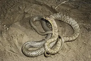 Flagellum: Western Coachwhip