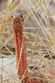 Population: Western Coachwhip (Masticophis flagellum)