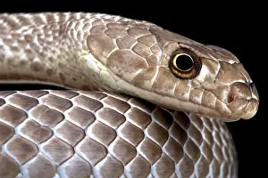 Flagellum: Western coachwhip, (Masticophis flagellum testaceus)