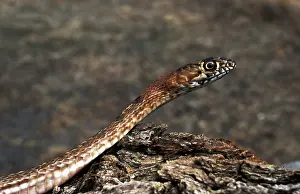 Flagellum: Western Coachwhip Snake