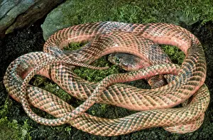 Flagellum: Western coachwhip snake