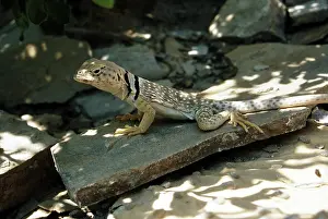 Crotaphytus: Western Collared Lizard