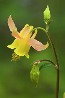Columbine: Western Columbine - blooming columbine in a forest