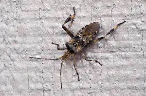 Coreidae: Western Conifer Seed Bug