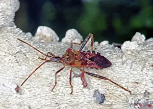 Hemipteran: Western Conifer Seed Bug