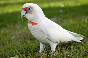 Parrots: Western Corella