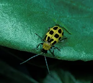 Diabrotica: Western Corn Rootworm - Adult on a leaf