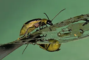 Diabrotica: Western corn rootworm - Adults eating corn leaves