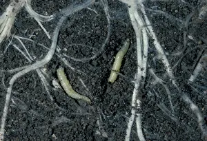 Diabrotica: Western corn rootworm - Larvas in the soil eating