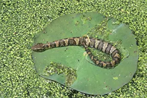 Piscivorus: Western Cottonmouth digesting food