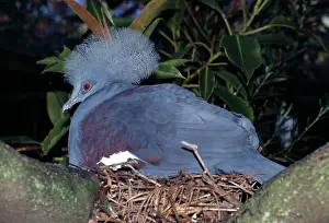 Goura: Western crowned-pigeon. Also known as: Blue crowned-pigeon
