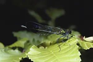 Damselfly: Western Dark-winged Damselfly