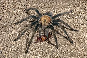 Blond: or the Western Desert Tarantula (Aphonopelma Chalcodes)