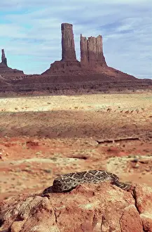 Mary Clay: Western Diamonback Rattlesnake