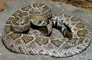 Diamond: Western Diamond-Back Rattlesnake