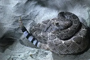 Coiled: Western Diamond-Back Rattlesnake