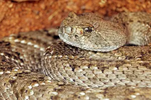 Amercia: Western Diamond-backed Rattlesnake