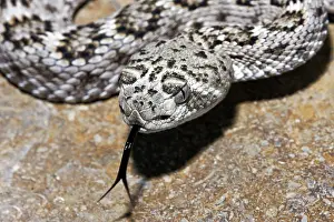 Diamond: Western Diamond-backed Rattlesnake