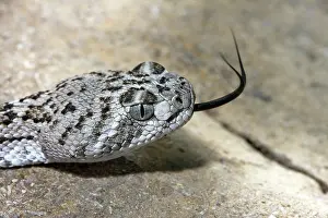 Diamond: Western Diamond-backed Rattlesnake