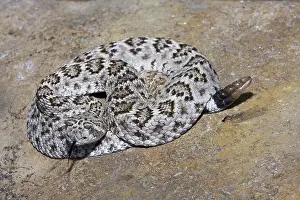 Diamond: Western Diamond-backed Rattlesnake