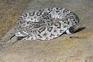 Diamond: Western Diamond-backed Rattlesnake