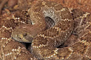Atrox: Western Diamond-backed Rattlesnake - emerging from