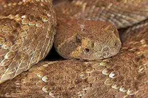 Atrox: Western Diamond-backed Rattlesnake - emerging from