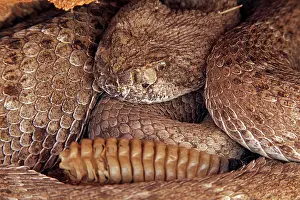 Atrox: Western Diamond-backed Rattlesnake - emerging from