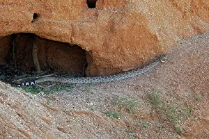 Slithering: Western Diamond-backed Rattlesnake - emerging from