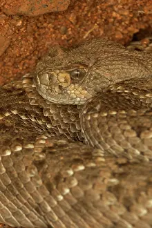 Diamond: Western Diamond-backed Rattlesnake(s) - Crotalus atrox -Ariz