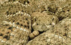 Rattles: Western Diamond Back Rattlesnake