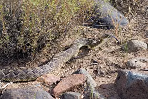 Rattlesnakes: Western Diamondback