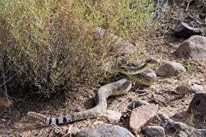 Rattlesnakes: Western Diamondback