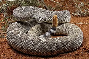 Crotalus: Western Diamondback Rattel Snake (Crotalus atrox)