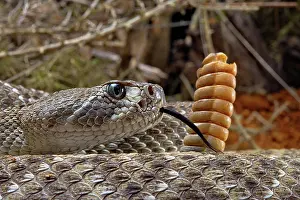 Crotalus: Western Diamondback Rattel Snake (Crotalus atrox)