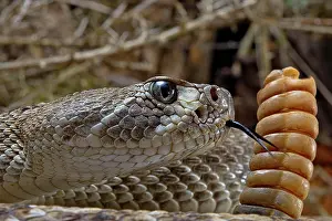 Crotalus: Western Diamondback Rattel Snake (Crotalus atrox)