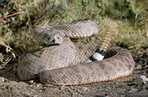 Rattling: Western Diamondback Rattlesnake