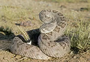 Atrox: Western Diamondback Rattlesnake