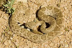 Atrox: Western Diamondback Rattlesnake
