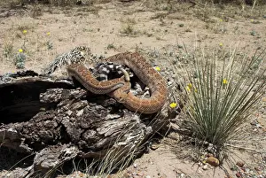 Atrox: Western Diamondback Rattlesnake