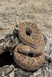 Rattling: Western Diamondback Rattlesnake