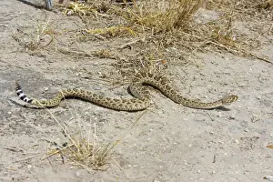 Atrox: Western Diamondback Rattlesnake