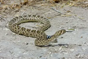 Atrox: Western Diamondback Rattlesnake
