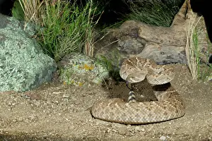 Atrox: Western Diamondback Rattlesnake