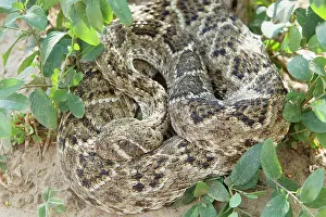 Atrox: Western Diamondback Rattlesnake