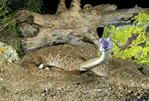 Atrox: Western Diamondback Rattlesnake